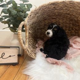 Bernedoodle Puppies from Timber Trail Bernedoodles RI