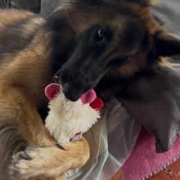Belgian Tervuren All Grown Up from Baulerschmidt Belgians