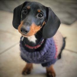 Dachshund and Great Dane Puppies from AZ's Prestigious Minature Dachshunds