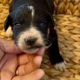 Lu's girl 1 - Black and white female Bernedoodle puppy in Marlow, Oklahoma from Crider’s Critters