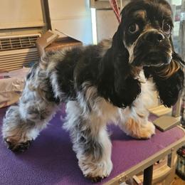 Cocker Spaniel puppies from Riegelz Cockers