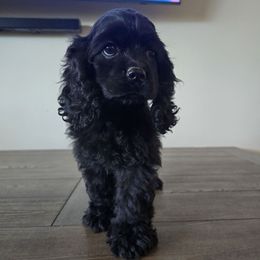 Girl 2 - Black female Cocker Spaniel puppy in Corcoran, California from Sweet Heart Cockers