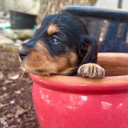 Male 3 - Black and tan male Dachshund puppy in New Braunfels, Texas from Wurst Doxies