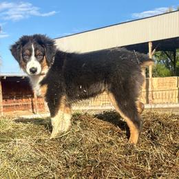 Marina - Black tri-color female Australian Shepherd puppy in Preston, Idaho from KC Bar Ranch Aussies