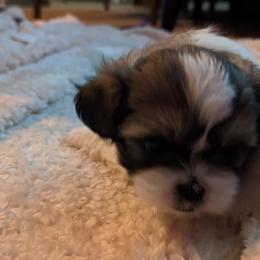 Shih Tzu Puppies from We Shih Tzu Not!