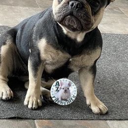 French Bulldogs from Az Frenchies
