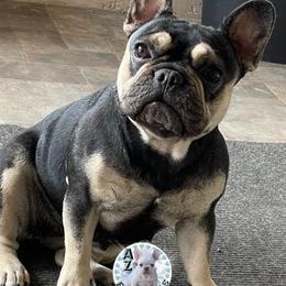French Bulldogs from Az Frenchies