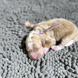 Honey - Cream female Goldendoodle puppy in Carmichaels, Pennsylvania from JensenBelle Doodles