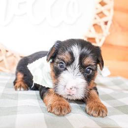 Teddy - Black and tan male Yorkshire Terrier puppy in Hugo, Oklahoma from Ann R.