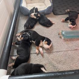 Boy 5 - Black, white and red male Greater Swiss Mountain Dog puppy in Perry, Oregon from Alpenblick