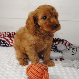 Redd - Red male Cavapoo puppy in Mountain Grove, Missouri from Dogwood & Sassafras Companions