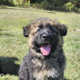 German Shepherd Puppies from Misty Hills German Shepherds