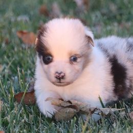 Isla - Blue merle female Australian Shepherd puppy in Mount Sterling, Ohio from Northern Lights Working Dogs