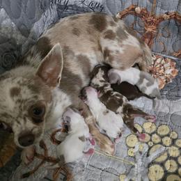 Taelor - Chihuahua