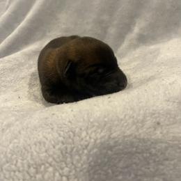 Kyoshi - Mahogany female xDutch Shepherd puppy in Chelsea, Alabama from Alliance K9