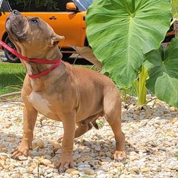Boy 4 - Fawn sable American Bully puppy in Chesterfield, Virginia from Kilo Company American Bullies