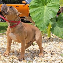 Boy 4 - Fawn sable American Bully puppy in Chesterfield, Virginia from Kilo Company American Bullies