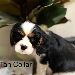 Tan collar. (Was emerald collar) - Tri-color male Cavalier King Charles Spaniel puppy in Albany, Oregon from Hit Parade Cavaliers