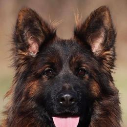 Aura - German Shepherd