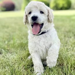 Mr Black Collar (video) - White male Poodle puppy in Screven, Georgia from Dreamland Standard Poodles