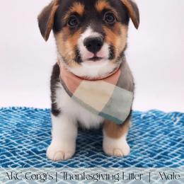 Biscuit - Black and tan male Pembroke Welsh Corgi puppy in Pine Village, Indiana from NL Horsemanship