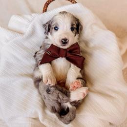 Psalm - Merle male Bernedoodle puppy in Cold Spring, Minnesota from A.N.A. Doodles