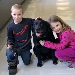 Labrador Retriever All Grown Up from Harvest Moon English Labradors