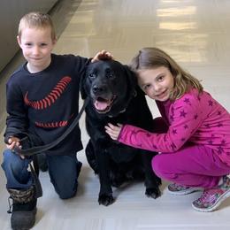 Labrador Retriever All Grown Up from Harvest Moon English Labradors