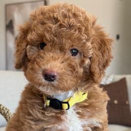 Izzy - Cream female Goldendoodle puppy in Yuciapa, California from AlltheDoodlez_