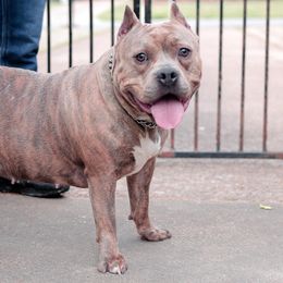 American Bullies from Chaney Bully Camp