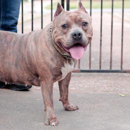 American Bullies from Chaney Bully Camp