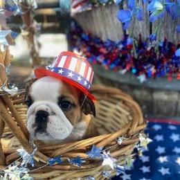 Red - Red and white female Bulldog puppy in Arlington, Washington from Stout's Hunting Labs and trsbullies