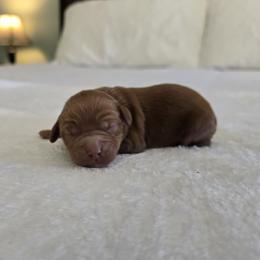 Chase - Red male Cavapoo puppy in Floyd, Virginia from Hearts and Paws Poodles and Doodles