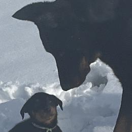 Beaucerons from Beaucerons De La Valle Katahdin