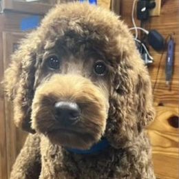 Cockapoo All Grown Up from Cajun Cockapoo’s
