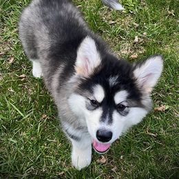 Jackie - Seal and white Alaskan Malamute puppy in Michigan from Warrior’s Legacy Alaskan Malamutes
