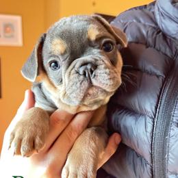 Buzz - Blue male French Bulldog puppy in Spokane, Washington from 47 North Frenchies, LLC