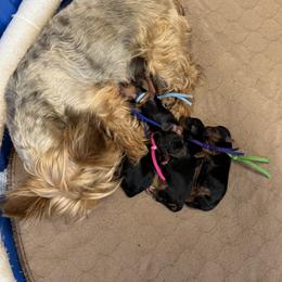 Pink Collar Girl - Blue and gold female Yorkshire Terrier puppy in Dewy Rose, Georgia from Dewy Rose Yorkies
