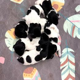 B - Black roan male German Shorthaired Pointer puppy in Pierz, Minnesota from RFP Pointers German Shorthaired Pointers
