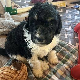 Starlord - male Aussiedoodle puppy in Springfield, Missouri from Doodle Dandy Bernedoodles & Aussiedoodles