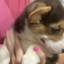 Girl 2 - Pembroke Welsh Corgi puppy in Honey Grove, Texas from JK Ranch Corgis
