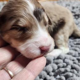 Briar - Red merle male Aussiedoodle puppy in Mount Clare, West Virginia from Pineview Farms Australian Shepherds