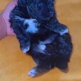 Daisy - Black and white female Shihpoo puppy in Cane Savannah, South Carolina from Dws_kennelservices