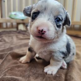 AKC Cardigan Boy 'Bandit - Blue merle and white male Cardigan Welsh Corgi puppy in Tombstone, Arizona from WeVolution Off-Grid