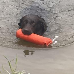 English Setters, German Shorthaired Pointers, German Wirehaired Pointers, and Labrador Retrievers from Point and Flush Gun Dogs