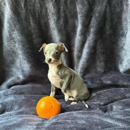 Flora - White and blue female Italian Greyhound puppy in Wilkes Barre, Pennsylvania from Laraz Pupz