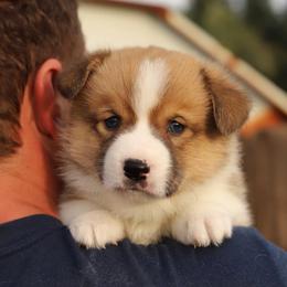 Pibbles - Sable male Pembroke Welsh Corgi puppy in Butte Meadows, California from Julia's Pembroke Welsh Corgis