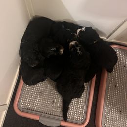 Bernedoodle Puppies from A MAYSING Bernedoodles