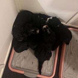Bernedoodle Puppies from A MAYSING Bernedoodles