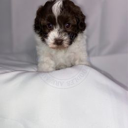 Maltipoo puppies from Maltipoos by Poodles Are Mixy